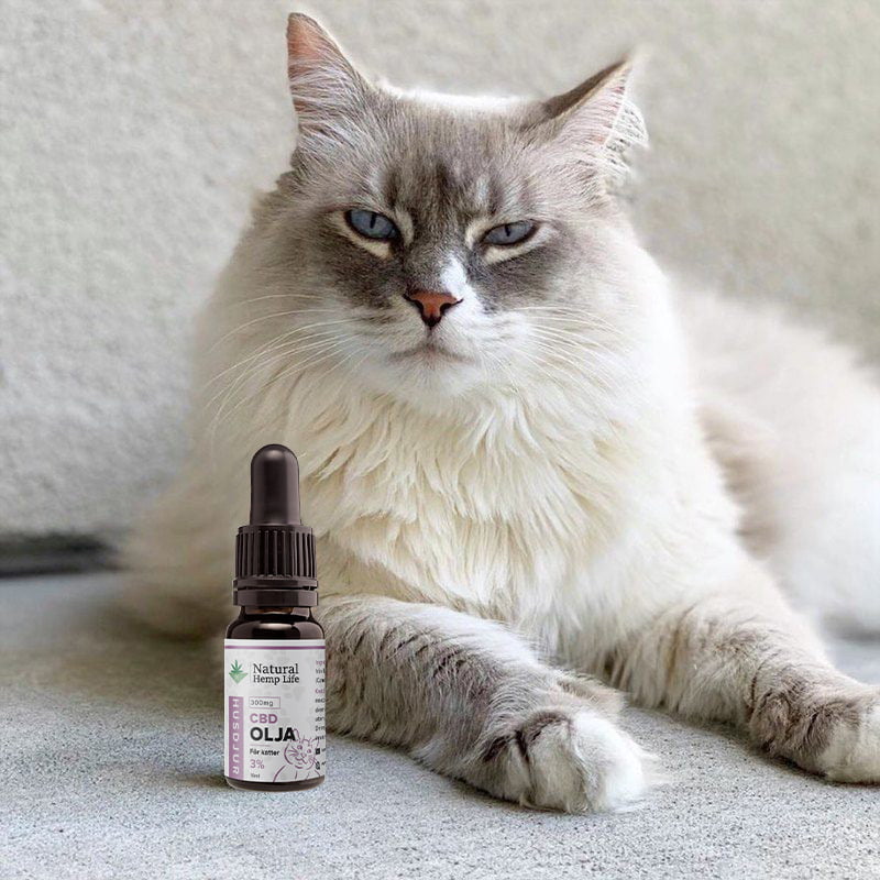CBD Olja för katter 1